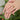 Peach Blossom