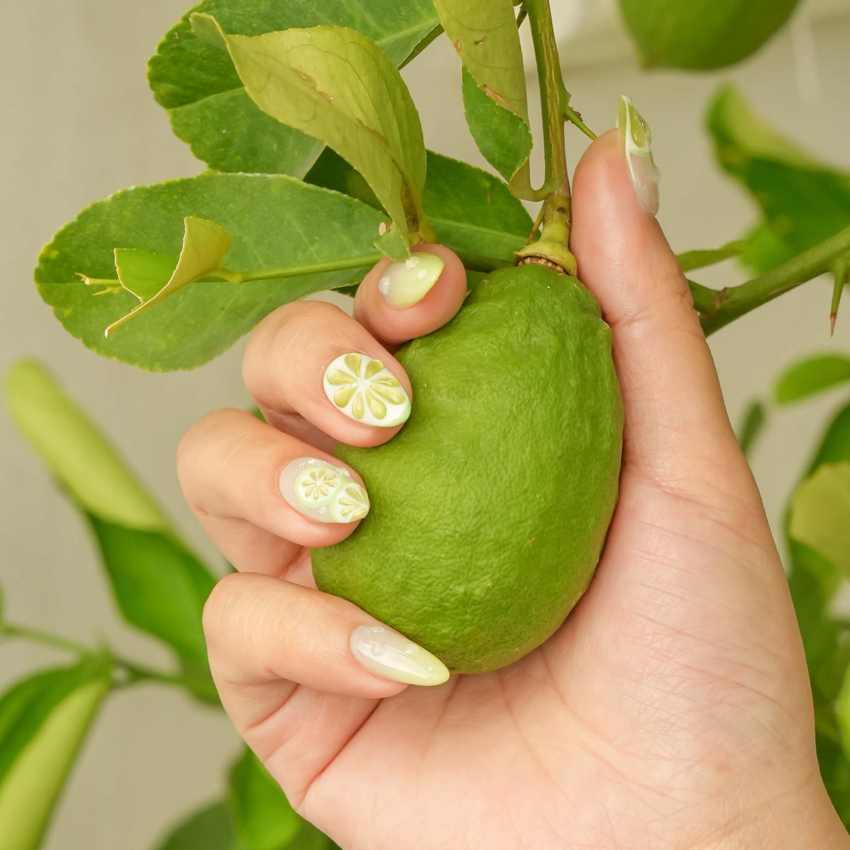 Fresh Lime